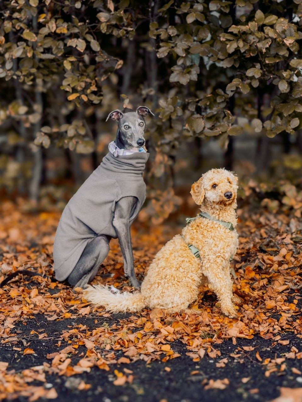 Autumn Dog Portrait Session in Rotterdam. Romantic & Soulful Photography by Natalia Olhova in Rotterdam