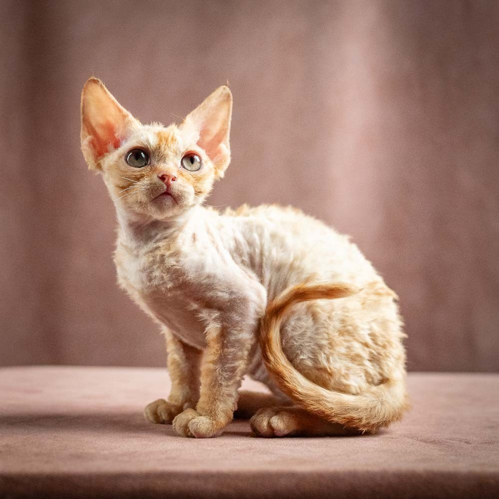 Piper, girl, born 02.11.26. Devon Rex Pixie Cattery