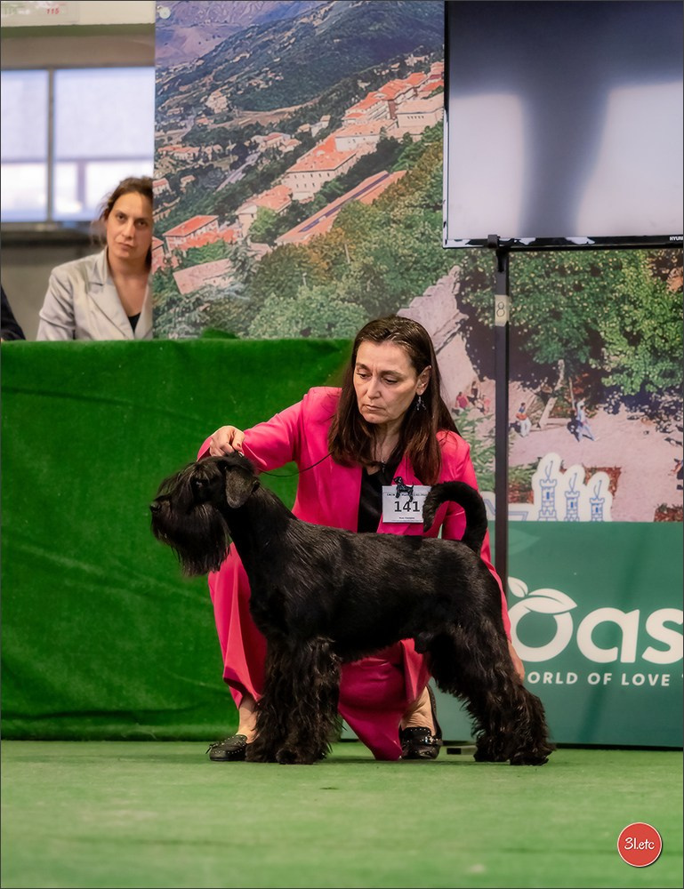 Dog Show  🇮🇹  San Marino. Photographe à Strasbourg | Portraits, Studio, Enfants, Événements