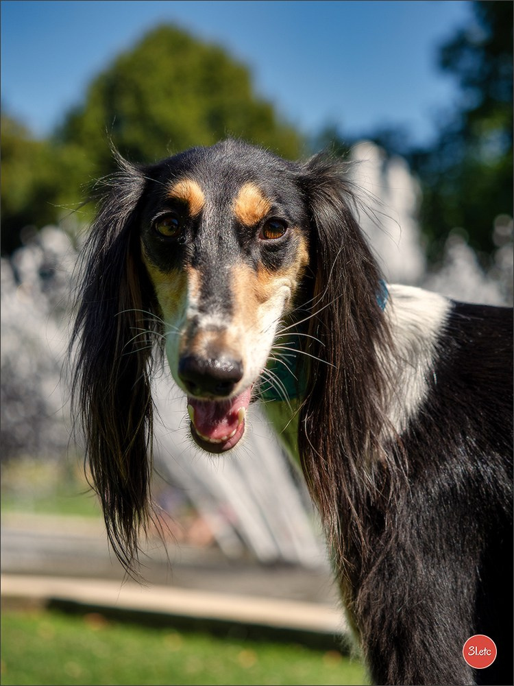 Dog Show Ludwigshafen  🇩🇪  16-17/08/2025. Photographe à Strasbourg | Portraits, Studio, Enfants, Événements