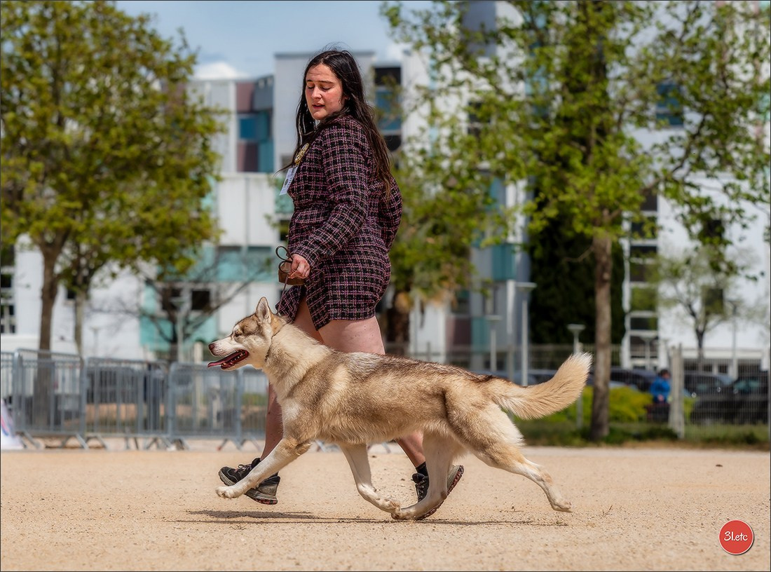 Expo canine 🇫🇷 Martigues  19-20/04/2025. Photographe à Strasbourg | Portraits, Studio, Enfants, Événements