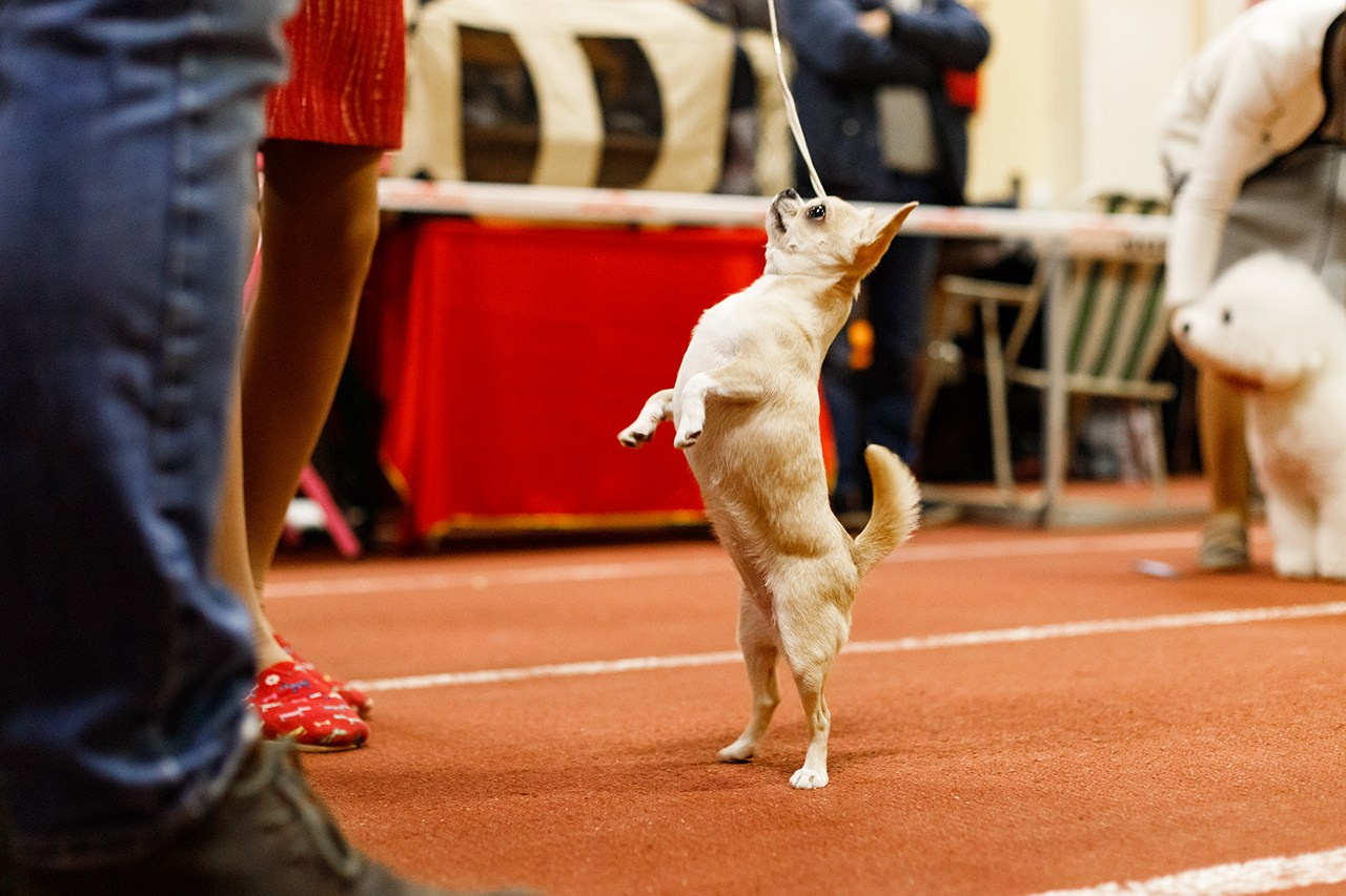 Grodno dog show. Kaja | fotograf we Wrocławiu | ludzie i psy