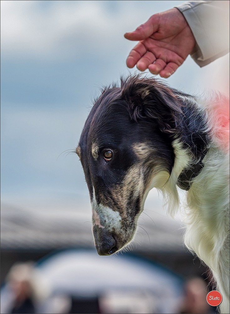 Dog Show Rieden 🇩🇪 16-18/05/2025. Photographe à Strasbourg | Portraits, Studio, Enfants, Événements