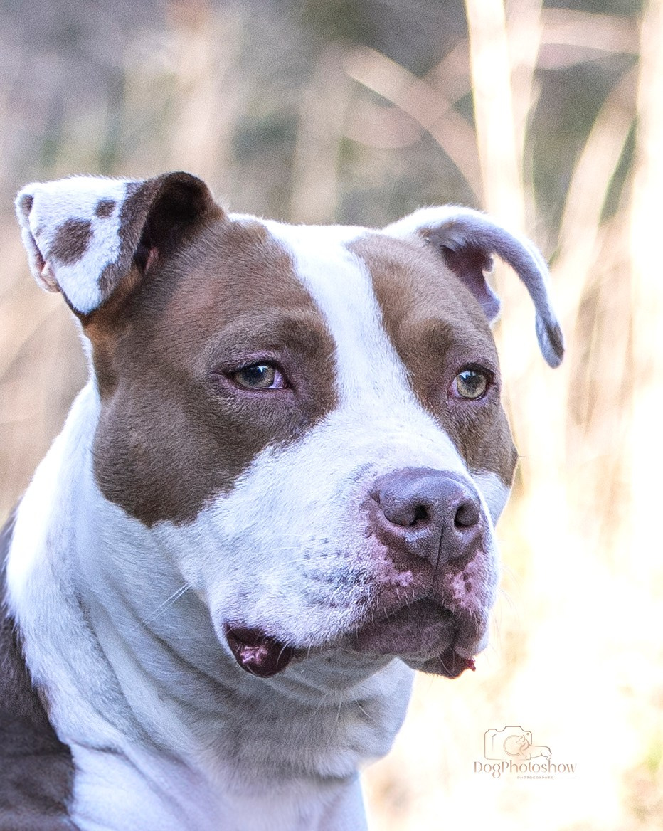 📸 13. Katerina Royter Pet Photographer North Florida