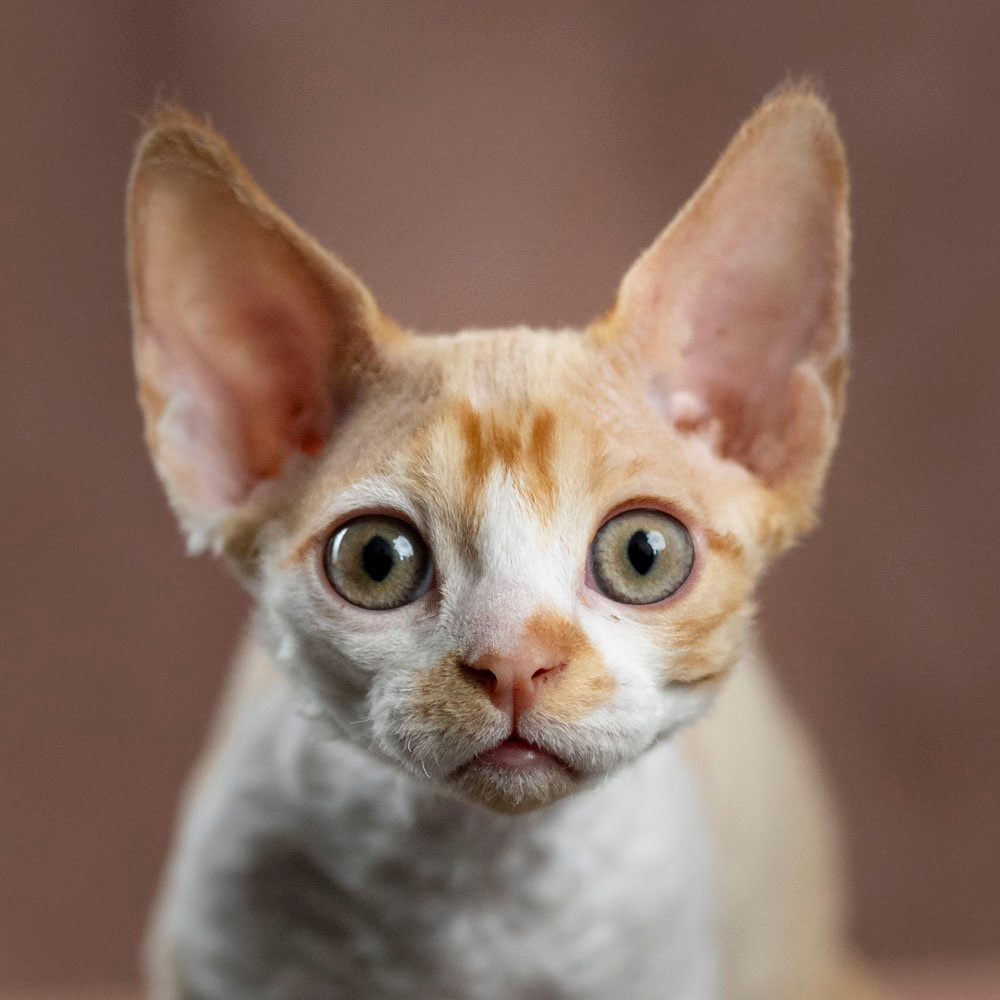 Buster, Boy, born on 29.07.23, SOLD. Devon Rex Pixie Cattery