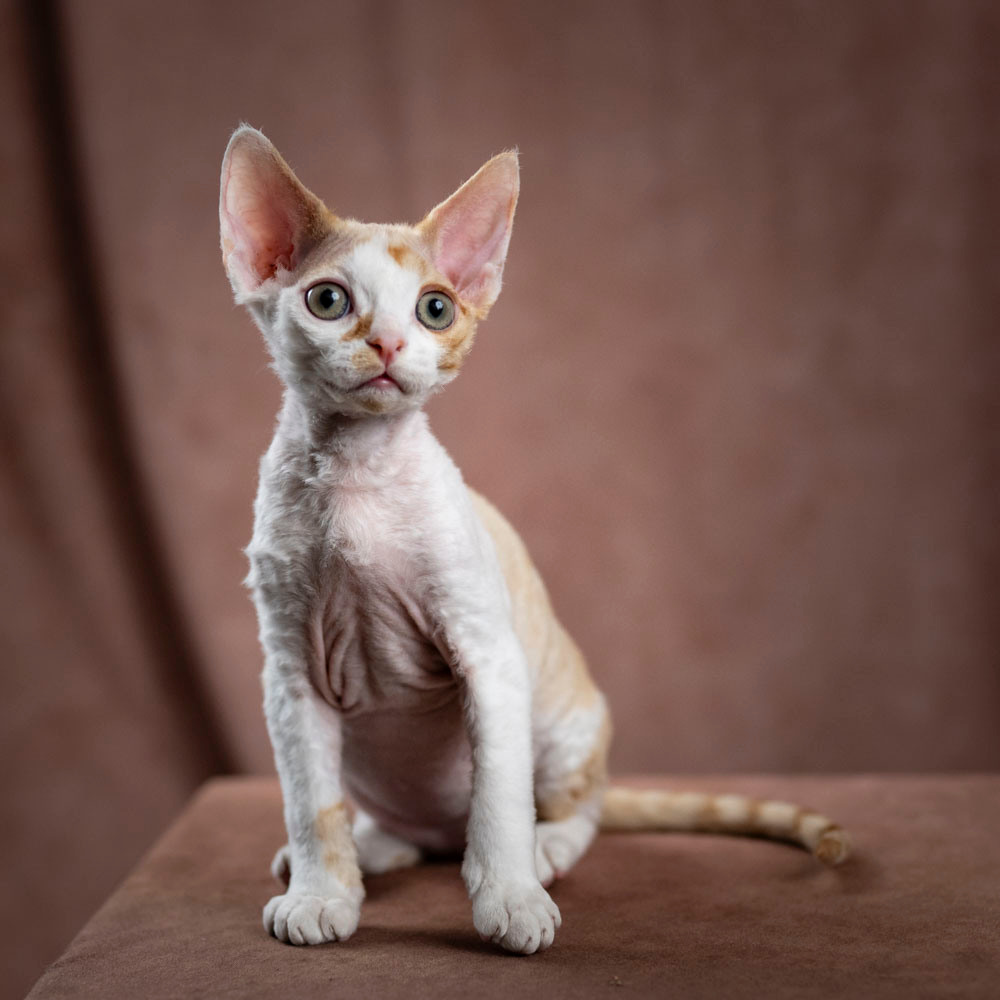 Bonnie, Boy, born on 29.07.23, SOLD. Devon Rex Pixie Cattery