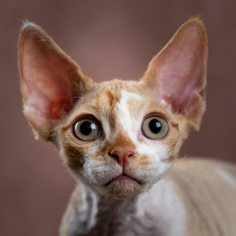 portrait of a Devon Rex kitten