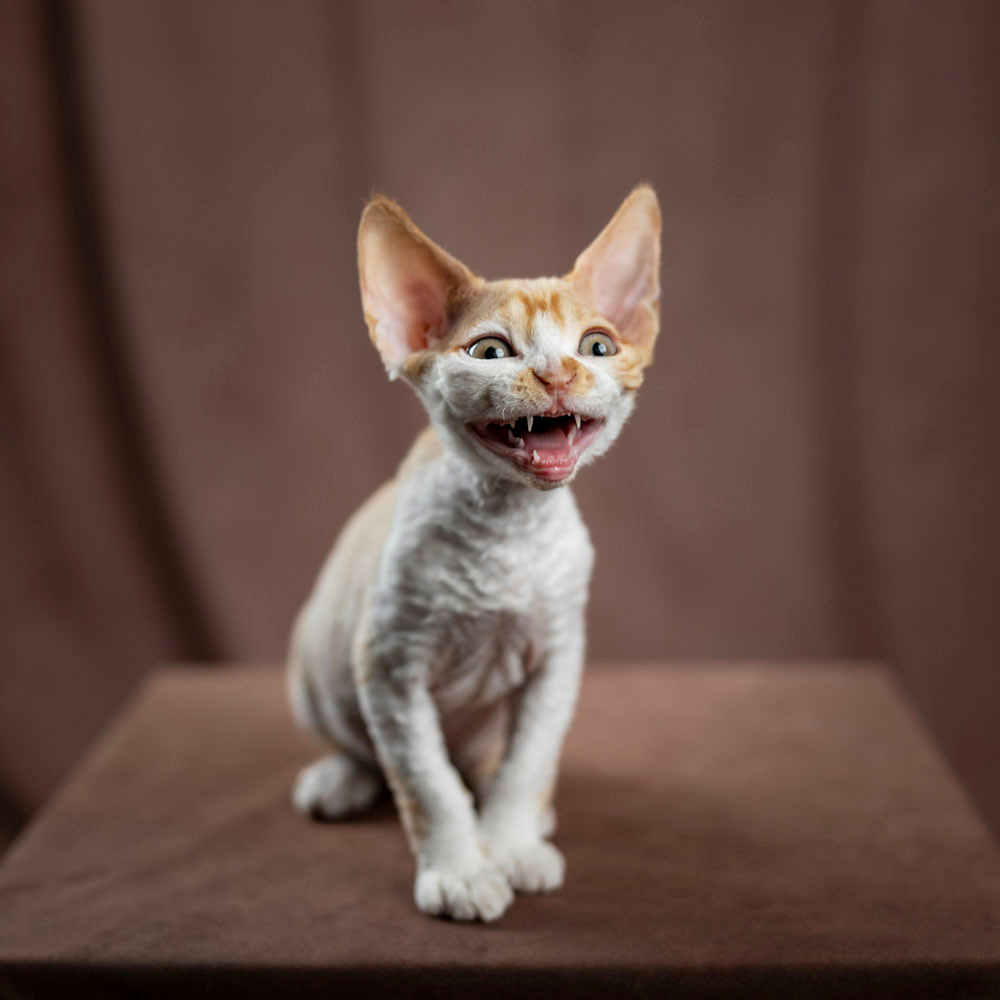 Buster, Boy, born on 29.07.23, SOLD. Devon Rex Pixie Cattery