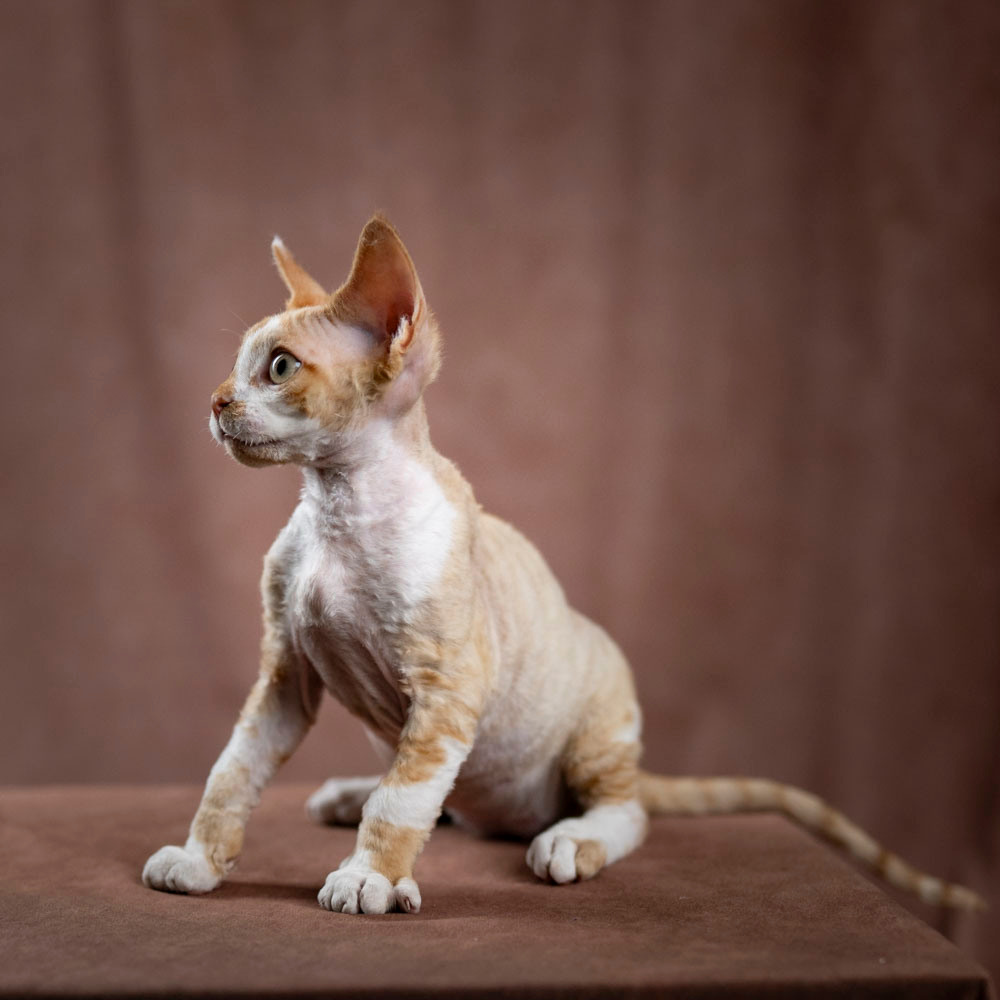 Bambi, Boy, born on 29.07.23, SOLD. Devon Rex Pixie Cattery