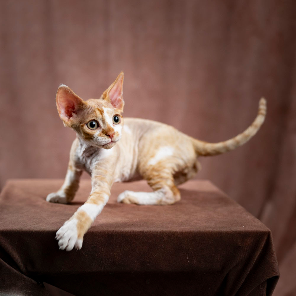 Bambi, Boy, born on 29.07.23, SOLD. Devon Rex Pixie Cattery