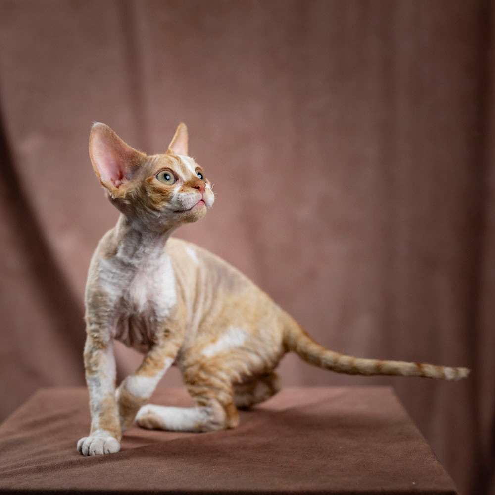 Bambi, Boy, born on 29.07.23, SOLD. Devon Rex Pixie Cattery