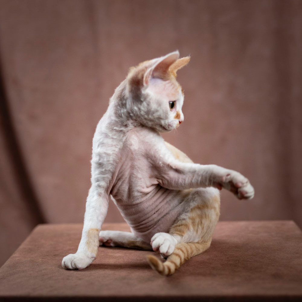 Bonnie, Boy, born on 29.07.23, SOLD. Devon Rex Pixie Cattery