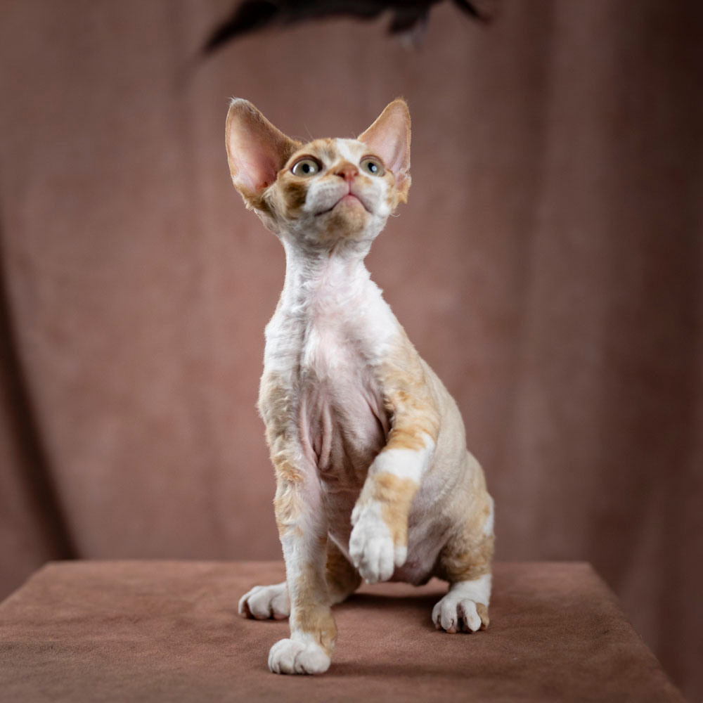 Bambi, Boy, born on 29.07.23, SOLD. Devon Rex Pixie Cattery