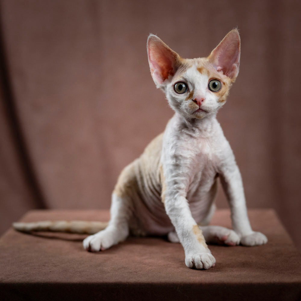 Bonnie, Boy, born on 29.07.23, SOLD. Devon Rex Pixie Cattery
