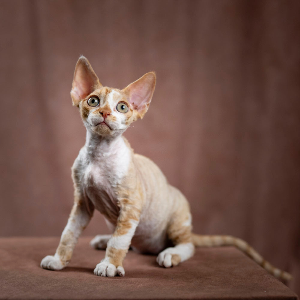 Bambi, Boy, born on 29.07.23, SOLD. Devon Rex Pixie Cattery