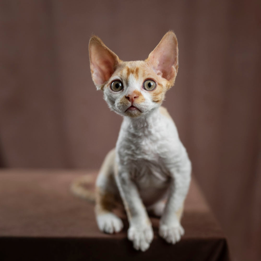 Buster, Boy, born on 29.07.23, SOLD. Devon Rex Pixie Cattery