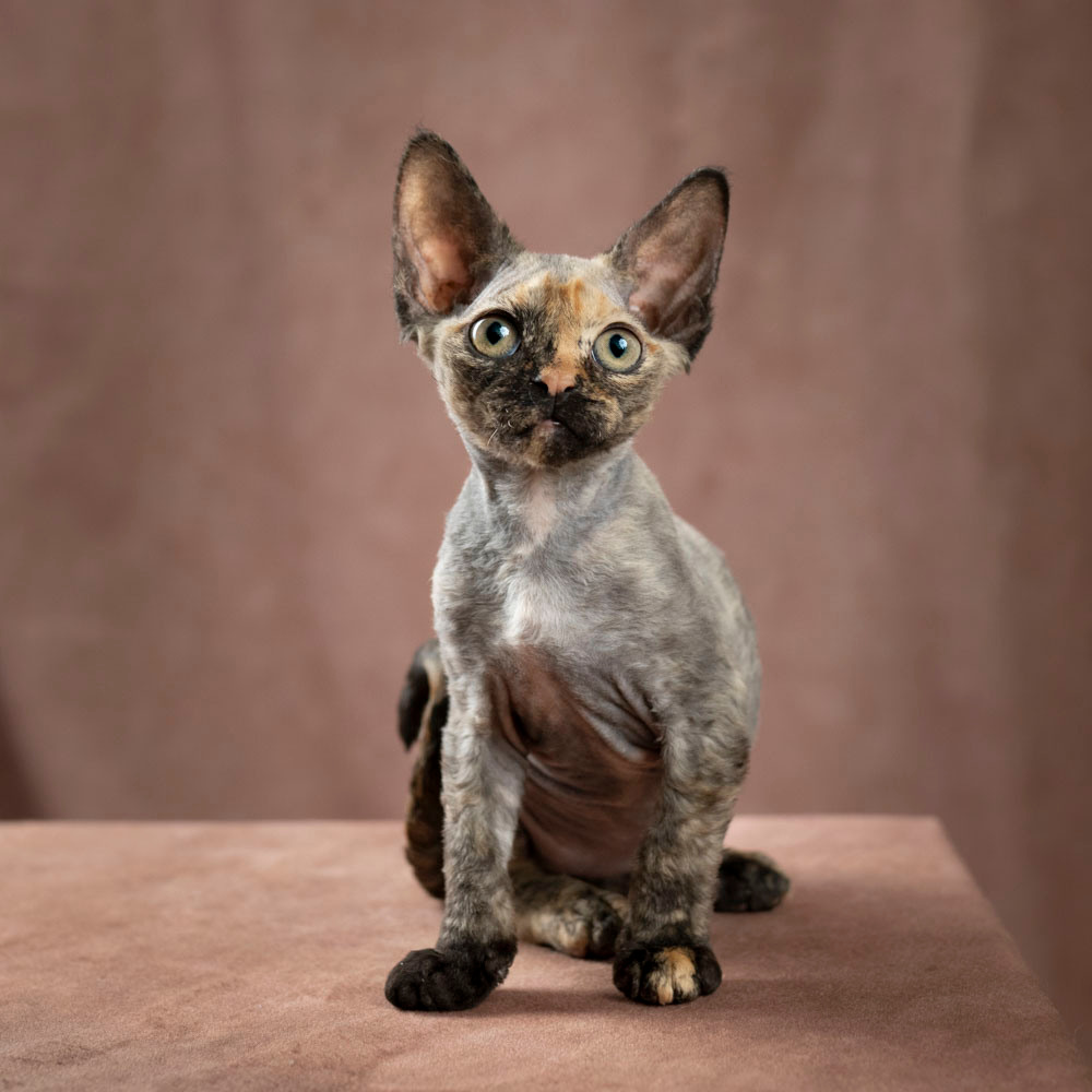 Basma, Girl, born on 29.07.23, SOLD. Devon Rex Pixie Cattery