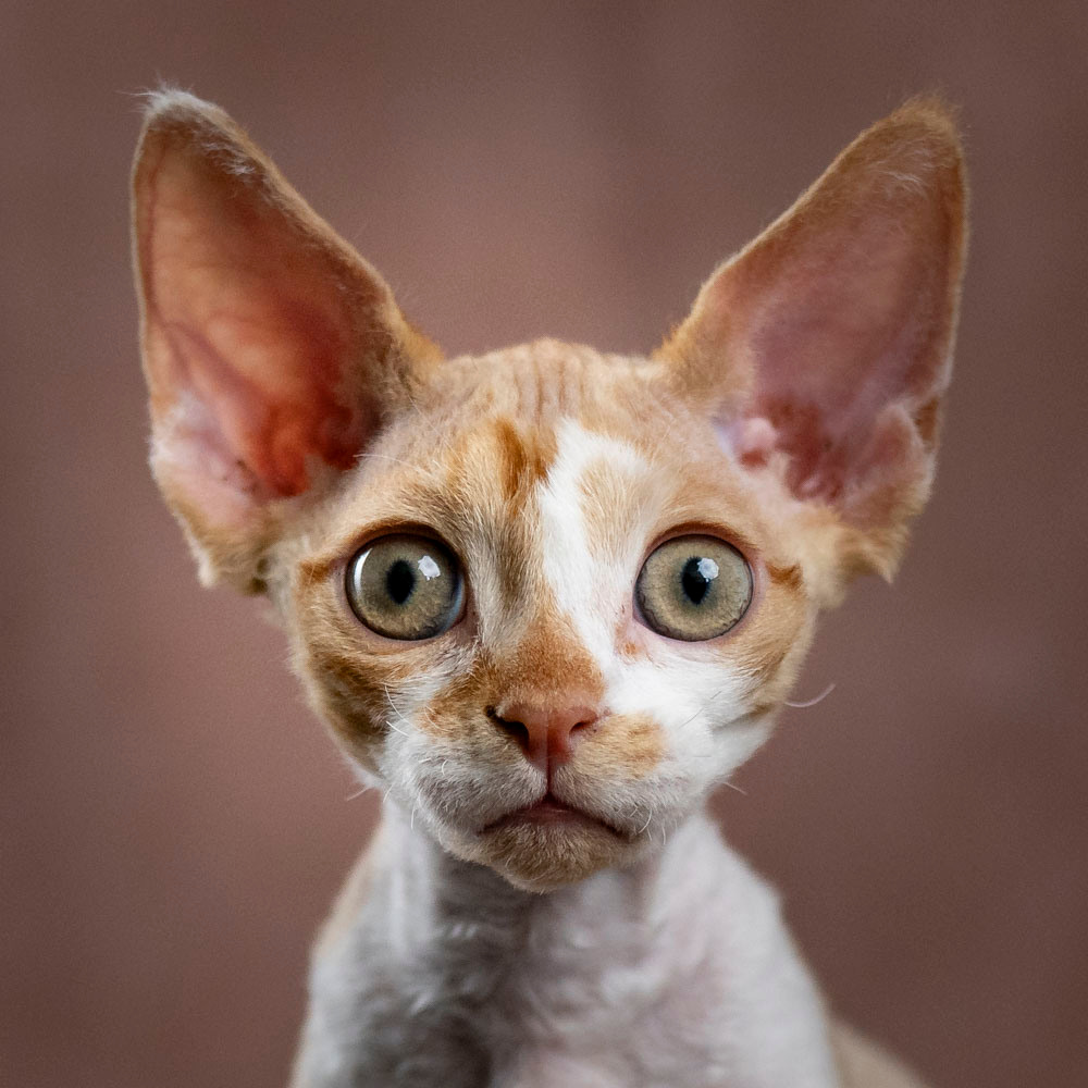Bambi, Boy, born on 29.07.23, SOLD. Devon Rex Pixie Cattery