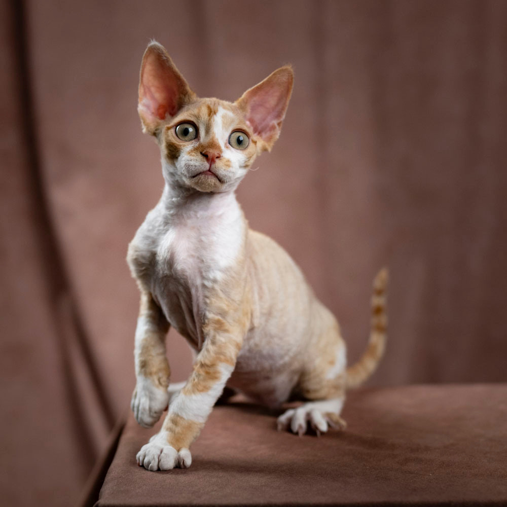 Bambi, Boy, born on 29.07.23, SOLD. Devon Rex Pixie Cattery