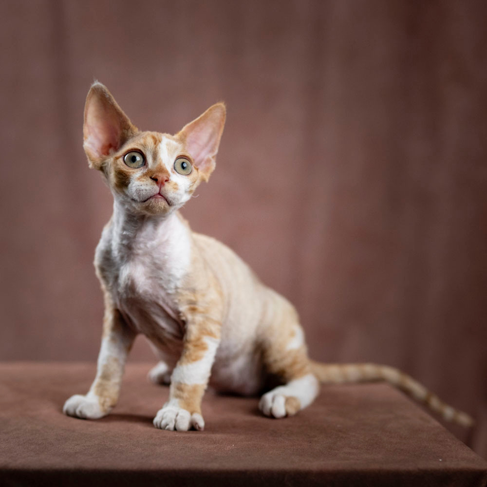Bambi, Boy, born on 29.07.23, SOLD. Devon Rex Pixie Cattery