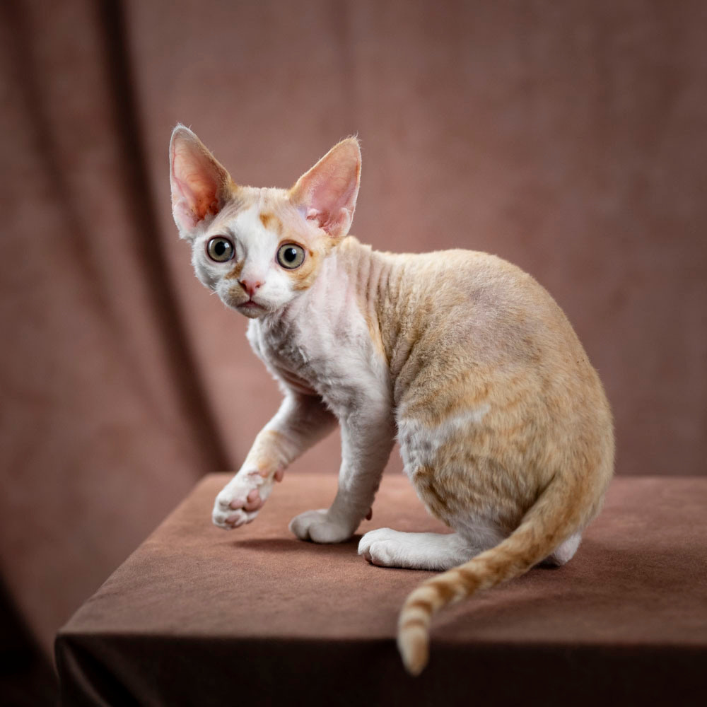 Bonnie, Boy, born on 29.07.23, SOLD. Devon Rex Pixie Cattery