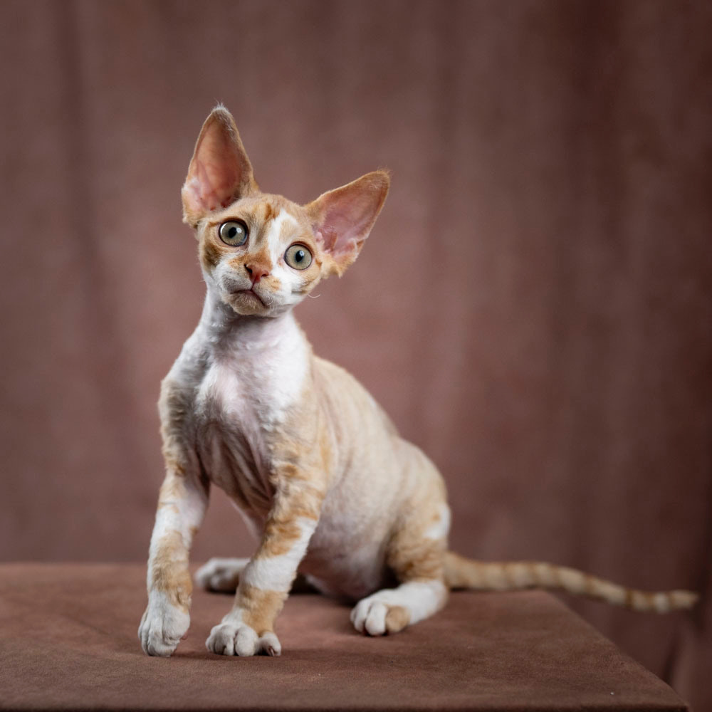 Bambi, Boy, born on 29.07.23, SOLD. Devon Rex Pixie Cattery