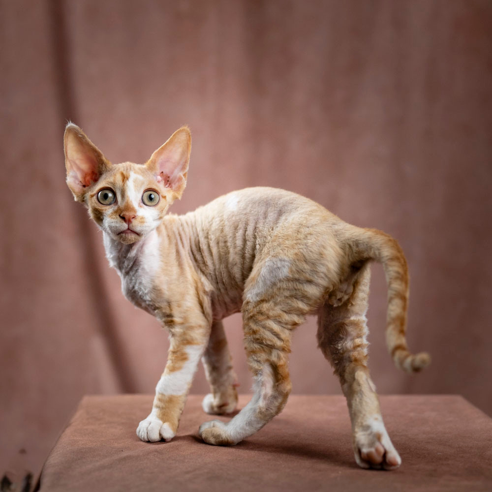 Bambi, Boy, born on 29.07.23, SOLD. Devon Rex Pixie Cattery