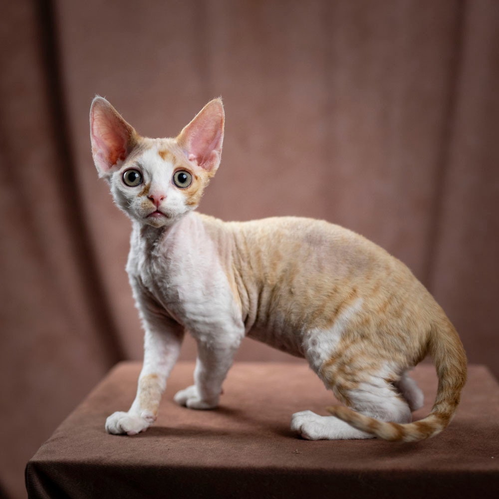Bonnie, Boy, born on 29.07.23, SOLD. Devon Rex Pixie Cattery