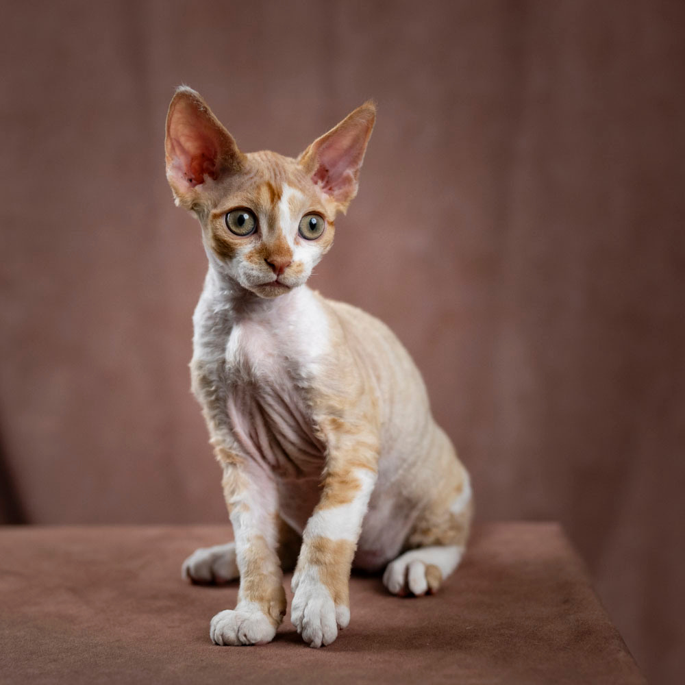 Bambi, Boy, born on 29.07.23, SOLD. Devon Rex Pixie Cattery