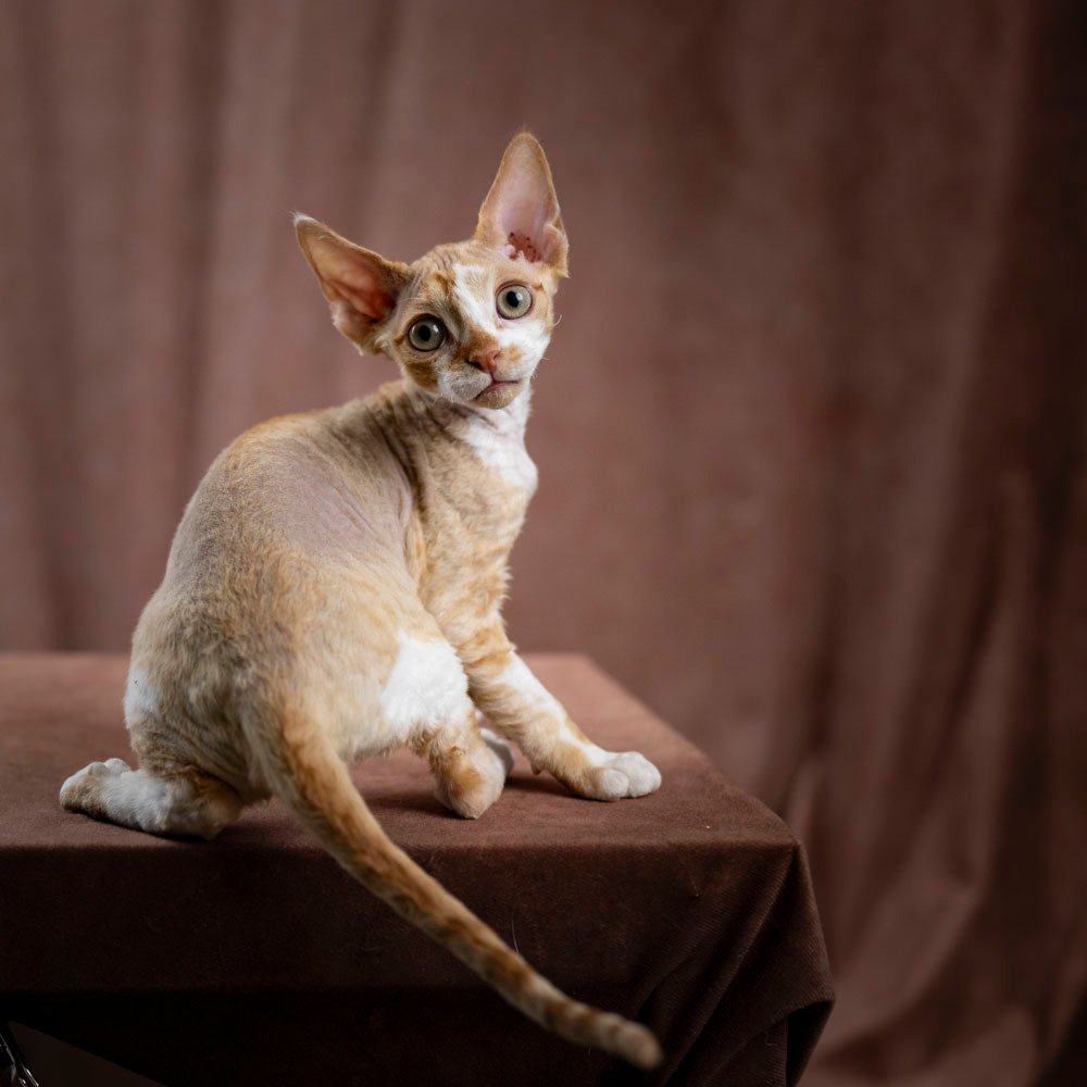 Bambi, Boy, born on 29.07.23, SOLD. Devon Rex Pixie Cattery