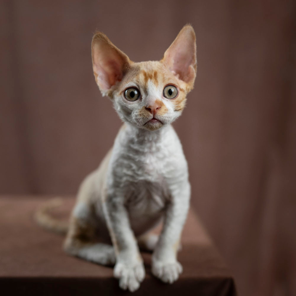 Buster, Boy, born on 29.07.23, SOLD. Devon Rex Pixie Cattery