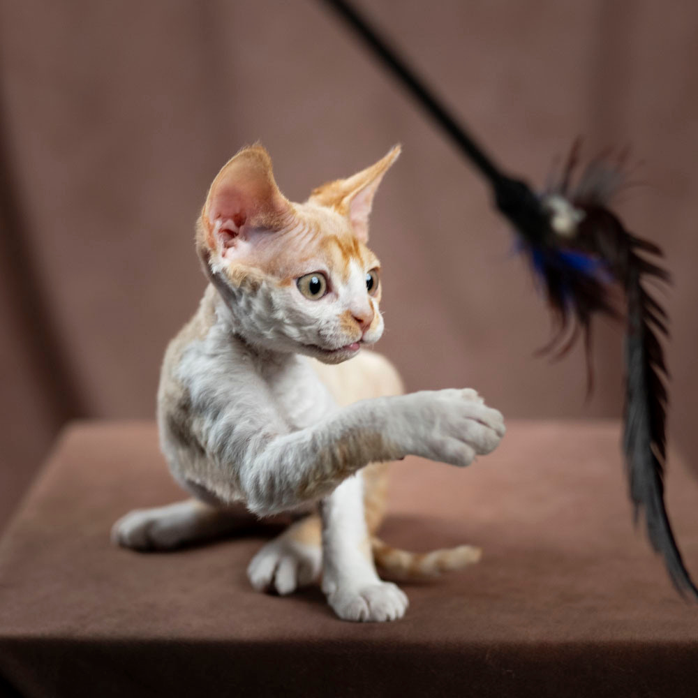 Buster, Boy, born on 29.07.23, SOLD. Devon Rex Pixie Cattery