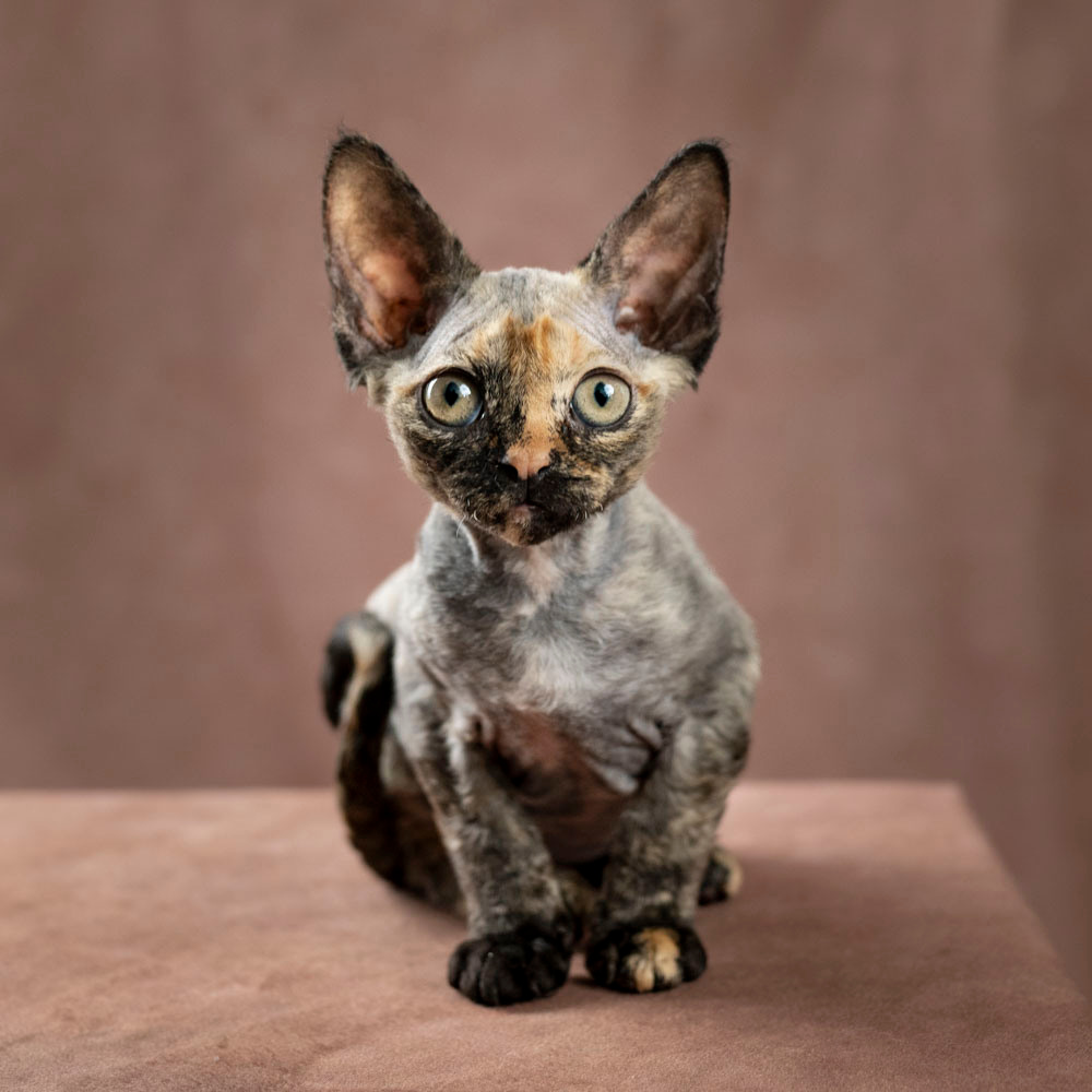 Basma, Girl, born on 29.07.23, SOLD. Devon Rex Pixie Cattery