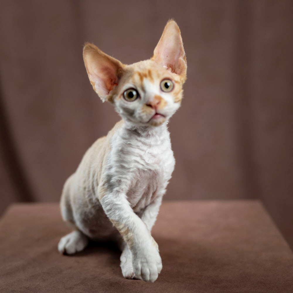 Buster, Boy, born on 29.07.23, SOLD. Devon Rex Pixie Cattery