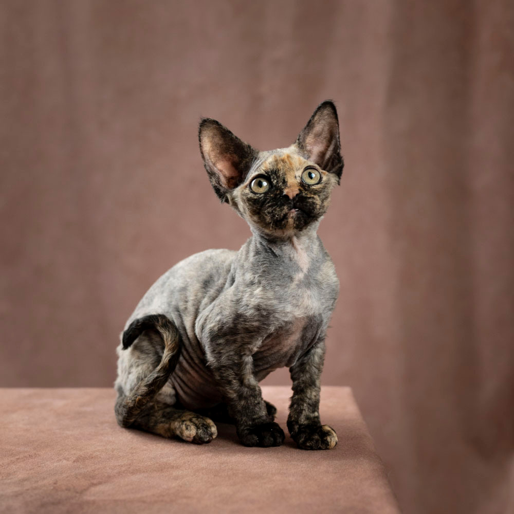 Basma, Girl, born on 29.07.23, SOLD. Devon Rex Pixie Cattery
