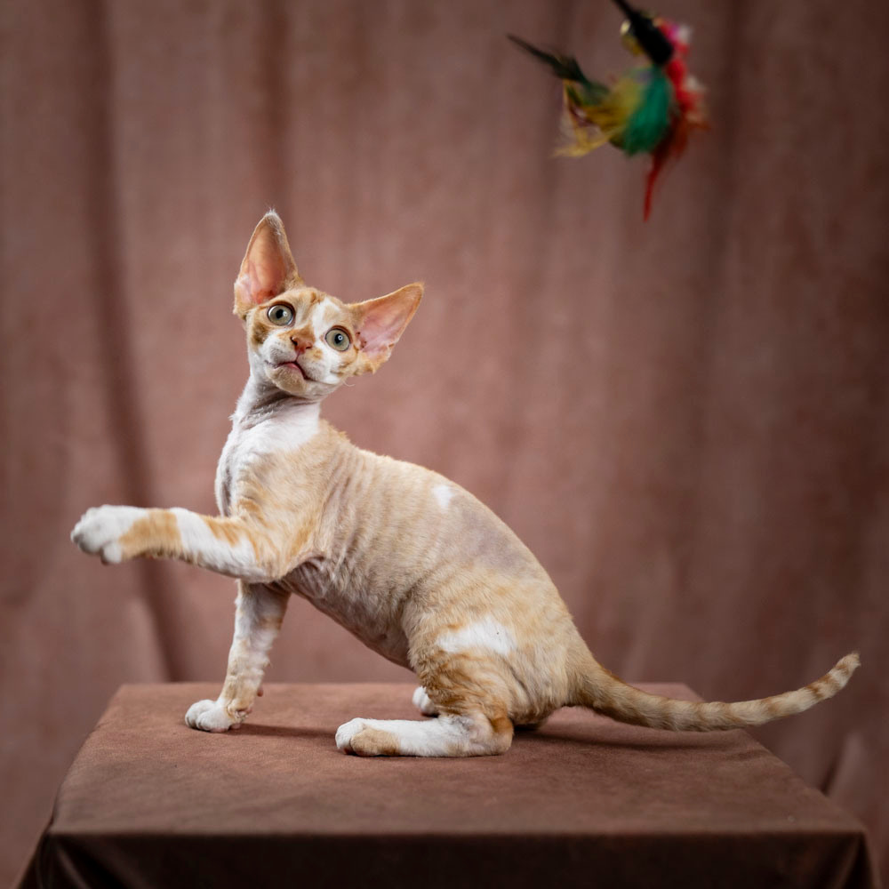 Bambi, Boy, born on 29.07.23, SOLD. Devon Rex Pixie Cattery