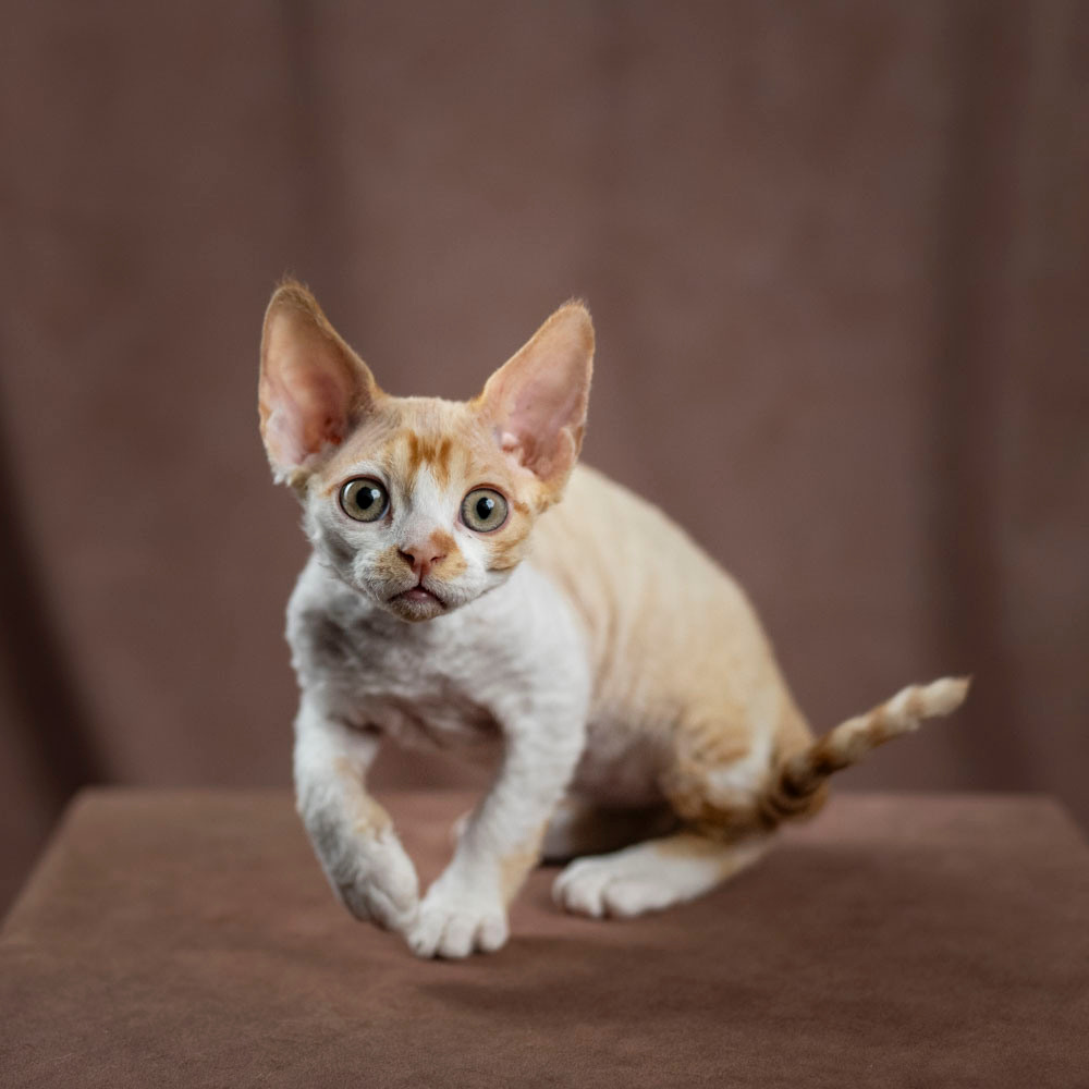 Buster, Boy, born on 29.07.23, SOLD. Devon Rex Pixie Cattery