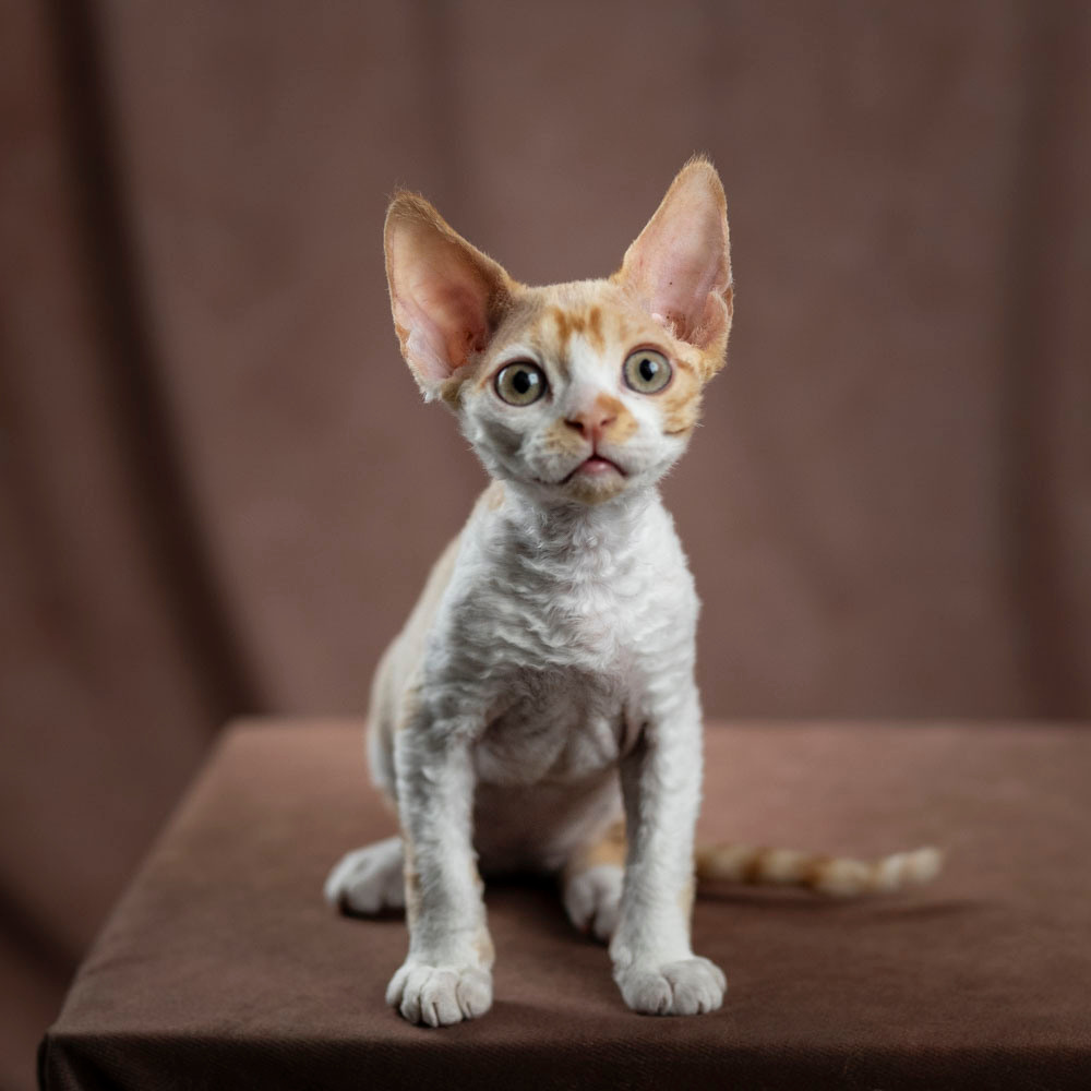 Buster, Boy, born on 29.07.23, SOLD. Devon Rex Pixie Cattery