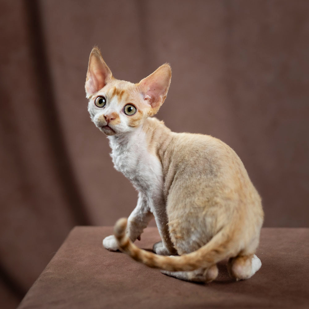 Buster, Boy, born on 29.07.23, SOLD. Devon Rex Pixie Cattery