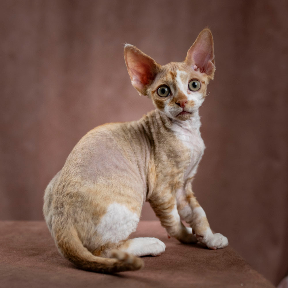 Bambi, Boy, born on 29.07.23, SOLD. Devon Rex Pixie Cattery