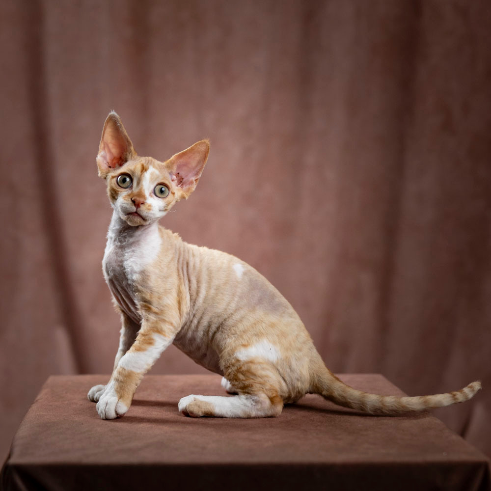 Bambi, Boy, born on 29.07.23, SOLD. Devon Rex Pixie Cattery