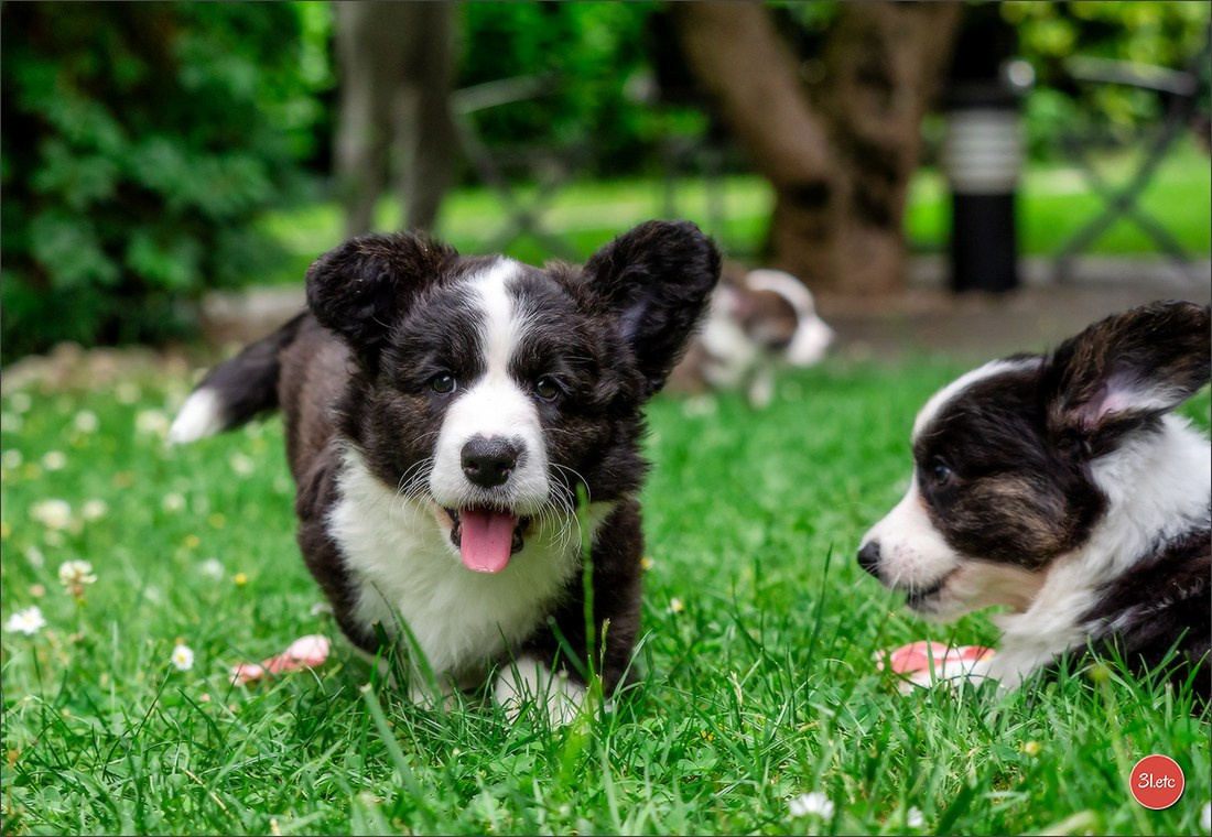 Photographie animalière. Photographe à Strasbourg | Portraits, Studio, Enfants, Événements