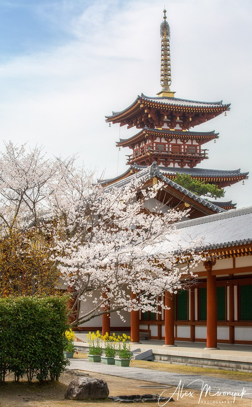 Hanami Season in Japan. Pet, Senior, Landscape, portrait studio, photographer in Miami and Sou