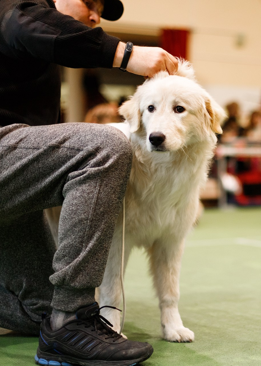 Grodno dog show. Kaja | fotograf we Wrocławiu | ludzie i psy