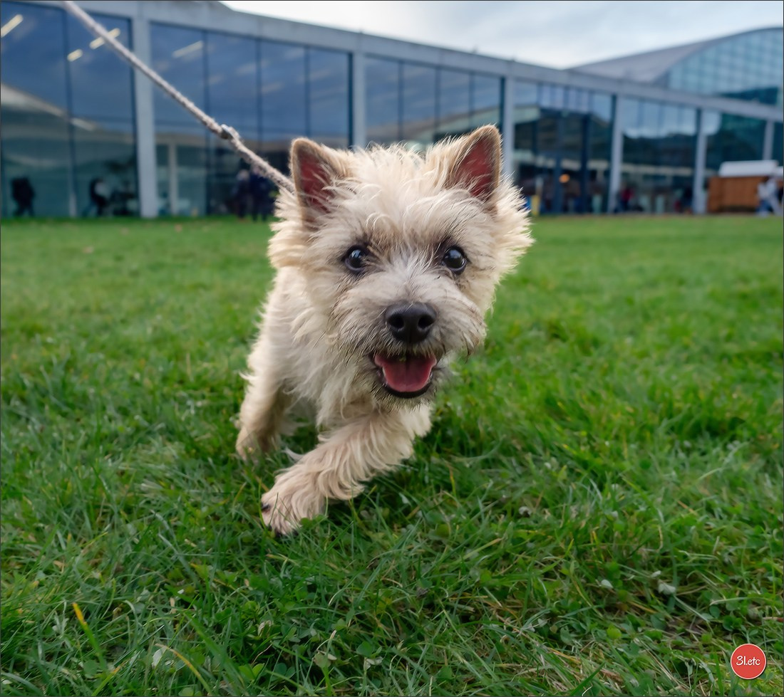 Dog Show Karlsruhe 🇩🇪  29-30/11/2025. Photographe à Strasbourg | Portraits, Studio, Enfants, Événements
