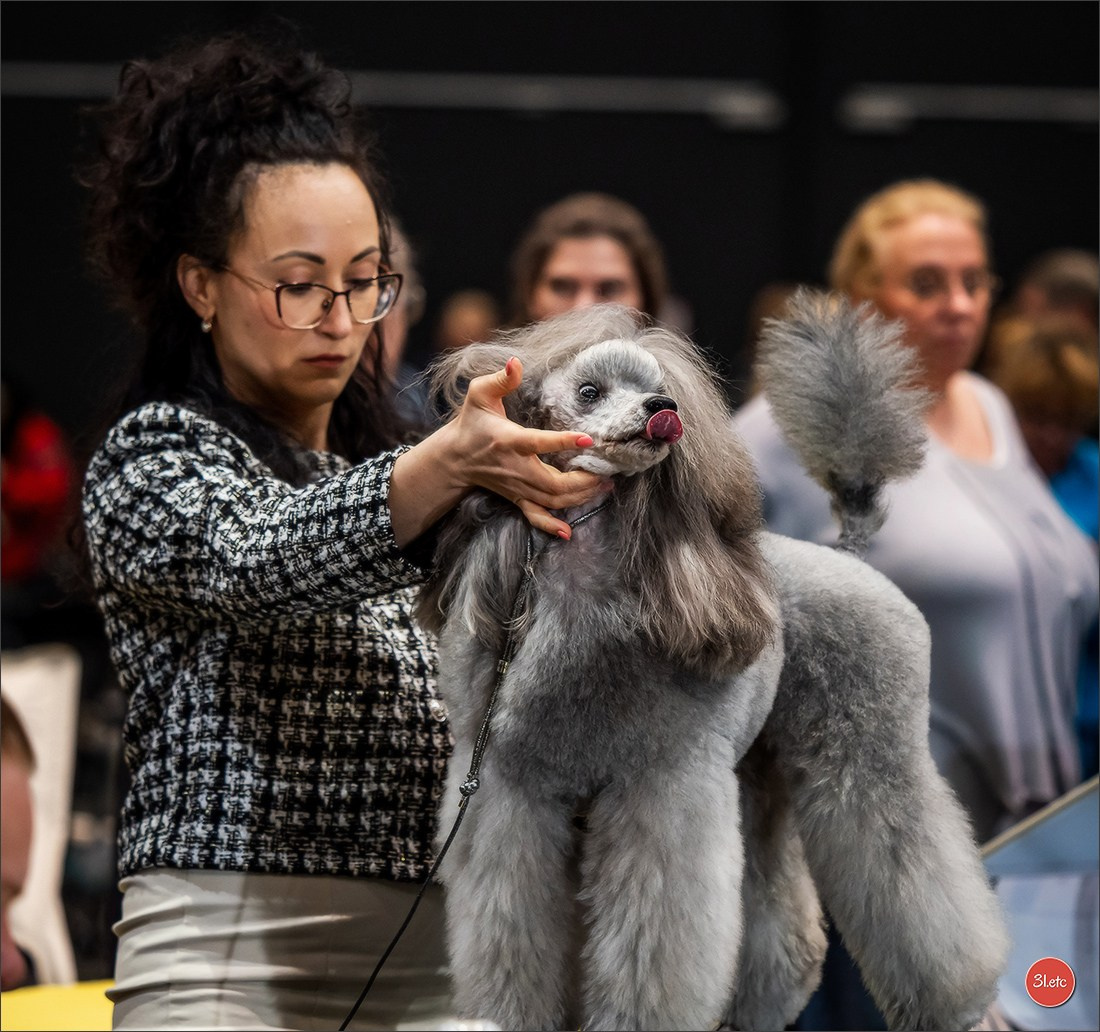 🇩🇪 Offenburg  International Dogshow 09-10.03.24 🇩🇪. Photographe à Strasbourg | Portraits, Studio, Enfants, Événements