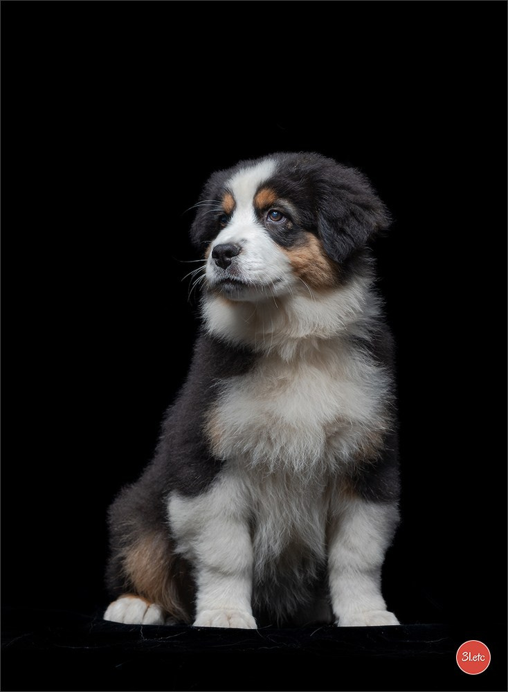 Domaine de la patte blanche. Photographe à Strasbourg | Portraits, Studio, Enfants, Événements