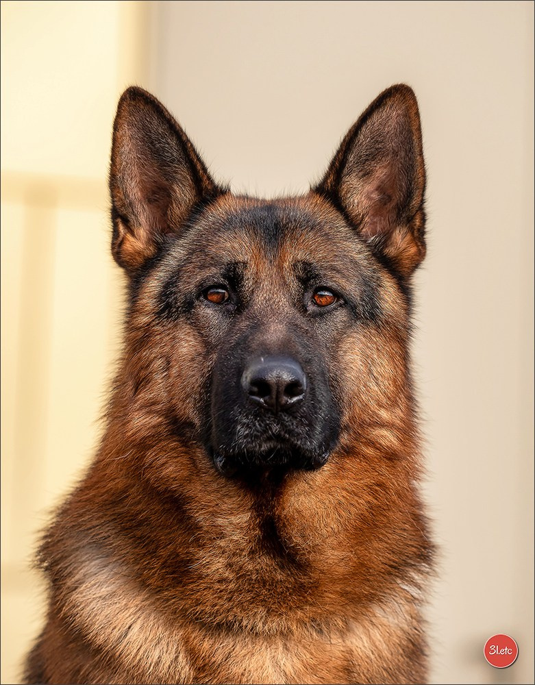 🇫🇷  Chalons en Champagne  🇫🇷  Expo canine  31/01-01/02/2026. Photographe à Strasbourg | Portraits, Studio, Enfants, Événements