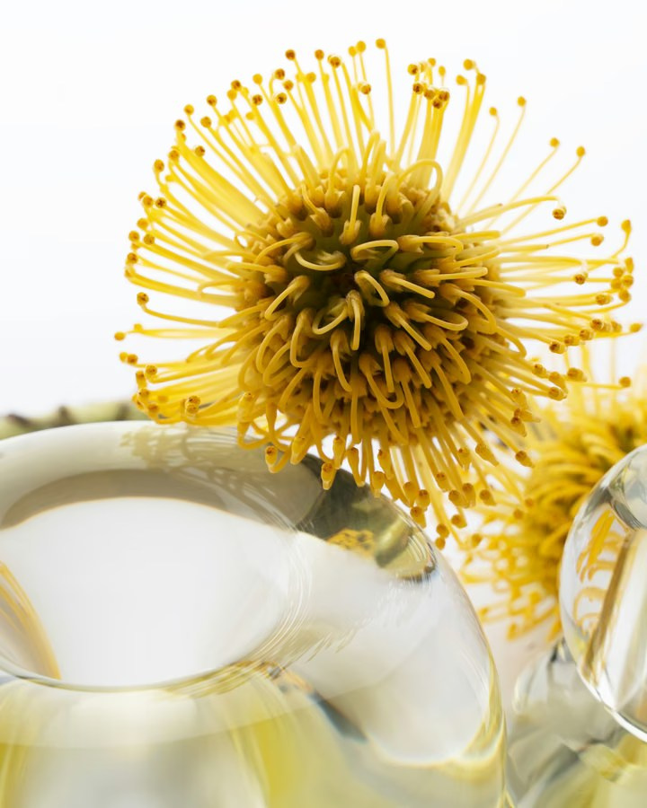 Macro photograph of a yellow flower with soft glass reflections