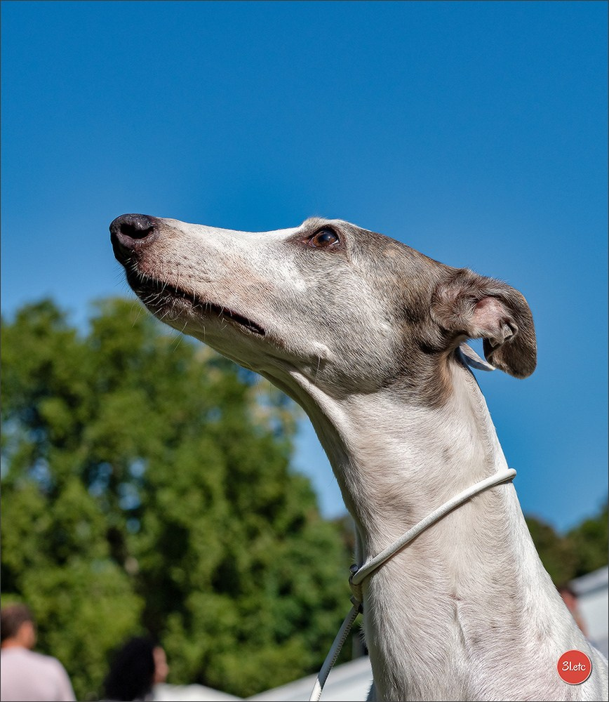 Dog Show Ludwigshafen  🇩🇪  16-17/08/2025. Photographe à Strasbourg | Portraits, Studio, Enfants, Événements